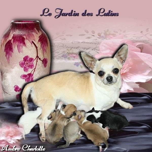 du Jardin des Lutins - Chihuahua - Portée née le 03/06/2016