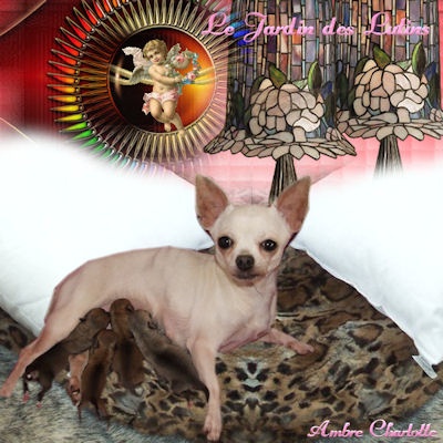 du Jardin des Lutins - Chihuahua - Portée née le 19/03/2011
