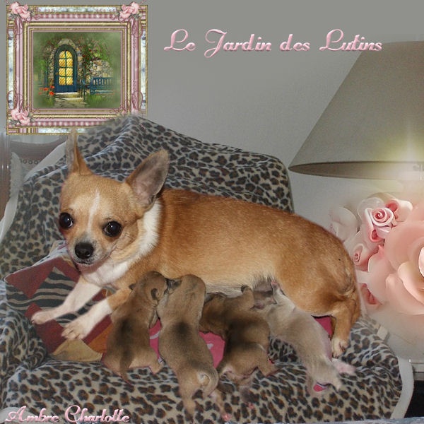 du Jardin des Lutins - Chihuahua - Portée née le 22/02/2011