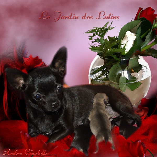 du Jardin des Lutins - Chihuahua - Portée née le 12/02/2011