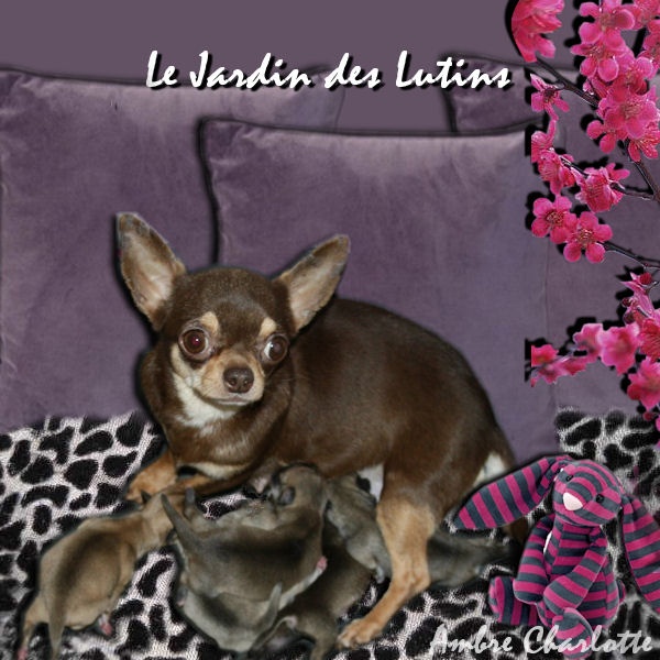 du Jardin des Lutins - Chihuahua - Portée née le 08/02/2013