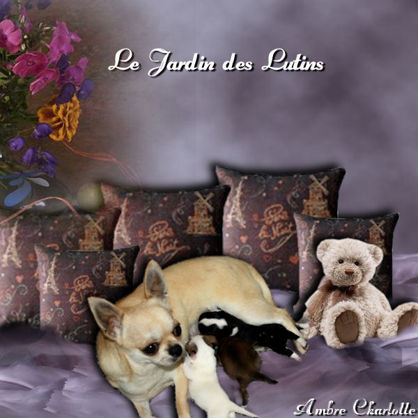 du Jardin des Lutins - Chihuahua - Portée née le 28/09/2013
