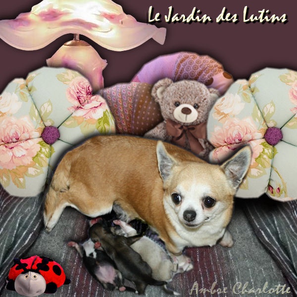 du Jardin des Lutins - Chihuahua - Portée née le 09/02/2013