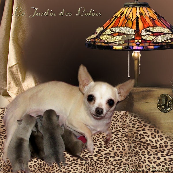 du Jardin des Lutins - Chihuahua - Portée née le 04/03/2011