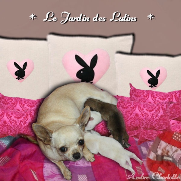 du Jardin des Lutins - Chihuahua - Portée née le 11/10/2013