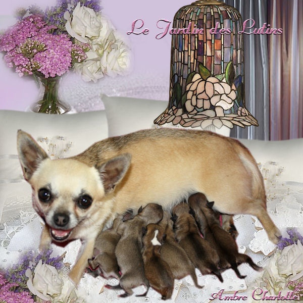 du Jardin des Lutins - Chihuahua - Portée née le 11/05/2011