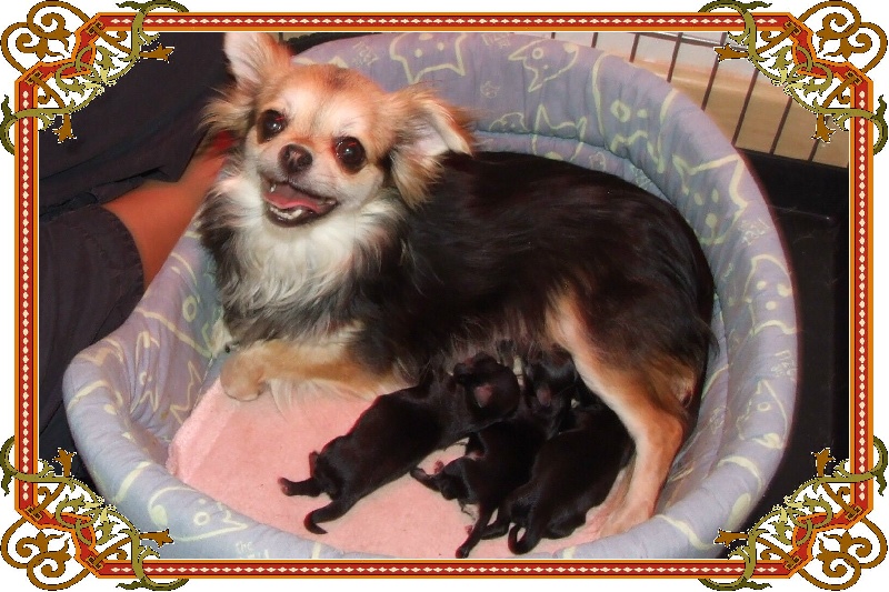 du Jardin des Lutins - Chihuahua - Portée née le 28/04/2010