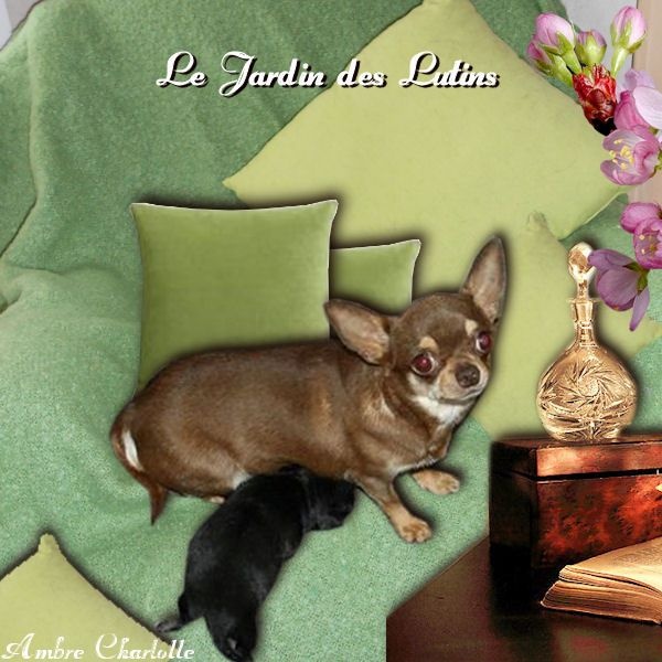 du Jardin des Lutins - Chihuahua - Portée née le 22/06/2014