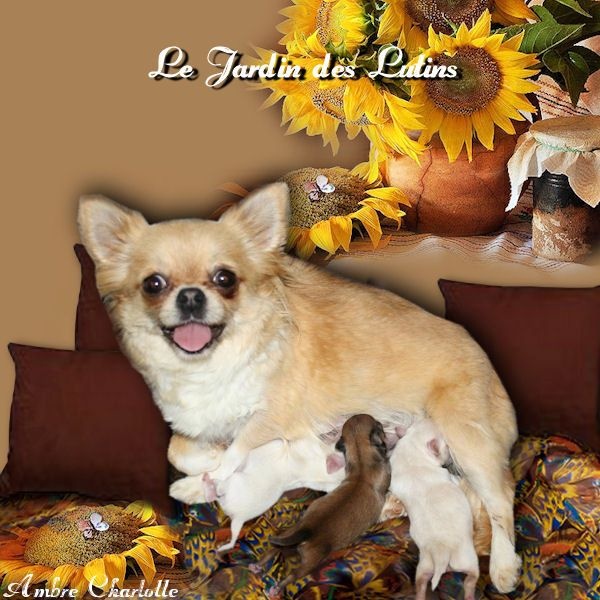 du Jardin des Lutins - Chihuahua - Portée née le 13/07/2014