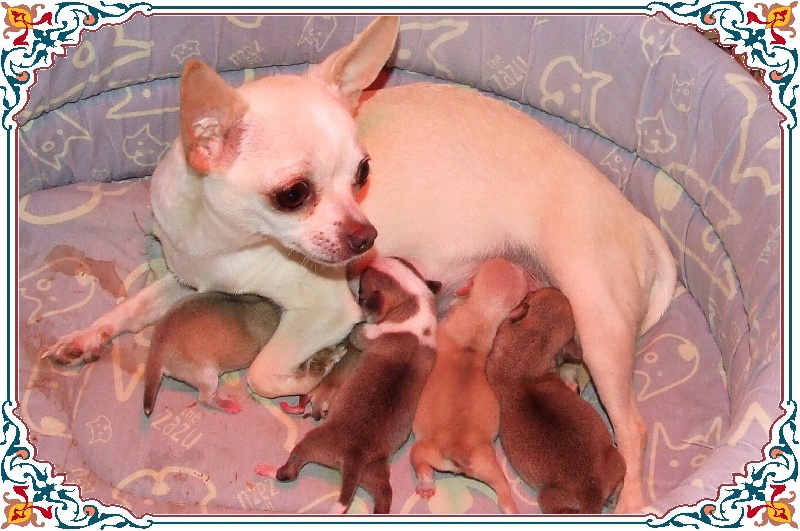 du Jardin des Lutins - Chihuahua - Portée née le 23/04/2009