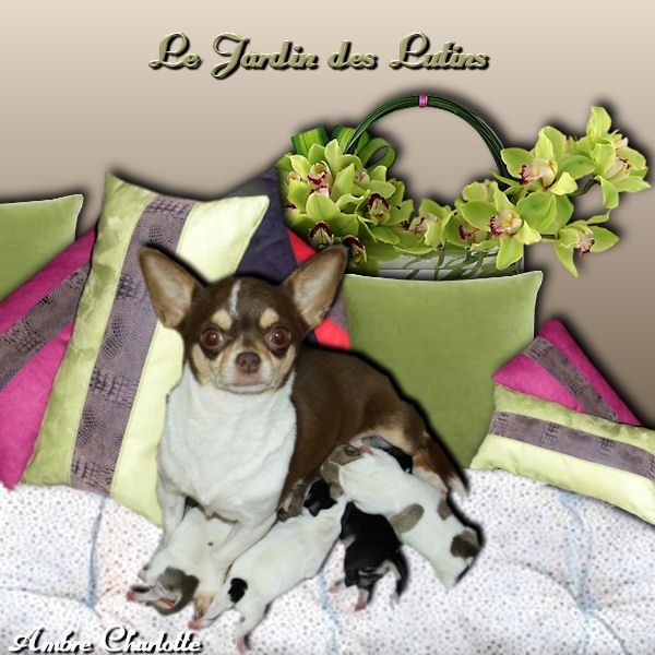 du Jardin des Lutins - Chihuahua - Portée née le 02/11/2014