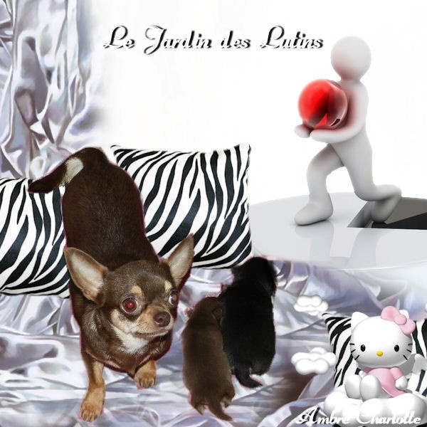 du Jardin des Lutins - Chihuahua - Portée née le 14/01/2012