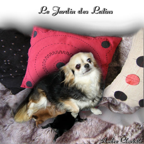 du Jardin des Lutins - Chihuahua - Portée née le 29/09/2012