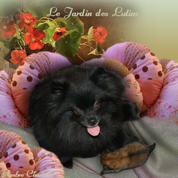 chiot Spitz allemand du Jardin des Lutins