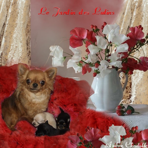 du Jardin des Lutins - Chihuahua - Portée née le 31/12/2010