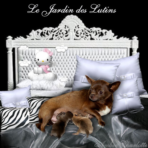 du Jardin des Lutins - Chihuahua - Portée née le 28/07/2012