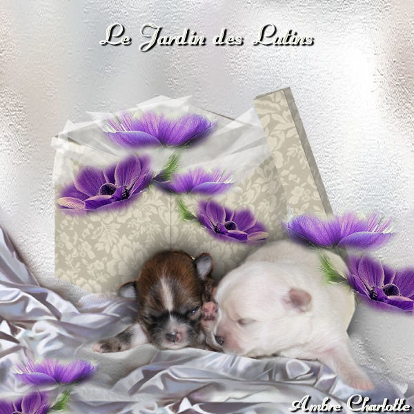 du Jardin des Lutins - Chihuahua - Portée née le 24/09/2012