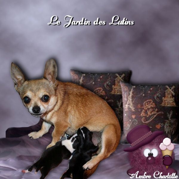 du Jardin des Lutins - Chihuahua - Portée née le 24/08/2014