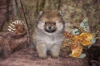 Ivahna, pomeranian nain orange