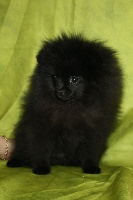 Inaya pomeranian nain