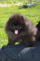 Hermés,pomeranian Nain