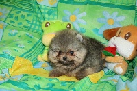 I'cookie,pomeranian nain 