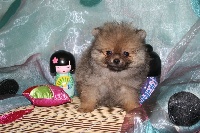 Lilou pomeranian nain