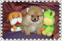 Golan  Pomeranian NAIN