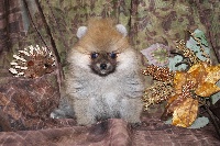 Ivana, pomeranian nain orangé