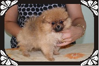 GAVROCHE,Pomeranian NAIN