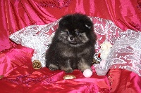 Holympe, pomeranian Nain Black and tan