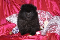 Hopium, Pomeranian Nain Noir