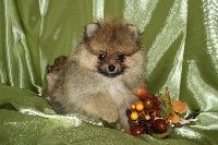 Givenchy , Pomeranian NAIN