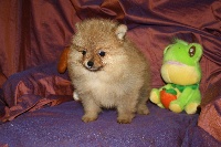 Godiva Pomeranian NAIN