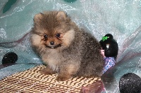 Lolipop pomeranian nain