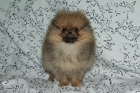 FLAMBY, Spitz NAIN pomeranian