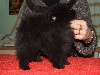 Frenchy Black ,Spitz NAIN pomeranian