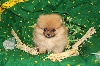 GAVROCHE,Pomeranian NAIN