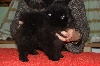 Frenchy Black ,Spitz NAIN pomeranian