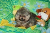 I'cookie,pomeranian nain 