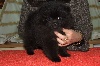 Frenchy Black ,Spitz NAIN pomeranian