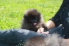 Hilary, pomeranian Nain