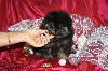 Holympe, pomeranian Nain Black and tan