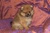 FIDELBOY, Spitz NAIN pomeranian