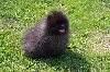 Hermés,pomeranian Nain