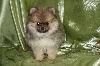 Gerline , Pomeranian NAIN