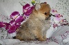 JADORE DIOR ,Pomeranian NAIN