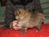 Fidji ,Spitz NAIN pomeranian