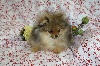 Iyoko MINIATURE , pomeranian nain