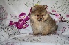 JAZZ PRESTIGE ,Pomeranian NAIN